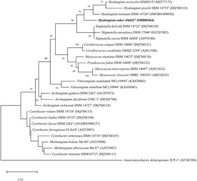 Hyalangiumruber sp. nov, characterization of a novel myxobacterium strain s54d21 and their secondary metabolites